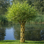 Pletená vŕba americká (Salix) - výška 160-170 cm, kont. C7.5L, TVAROVANÝ KMEŇ